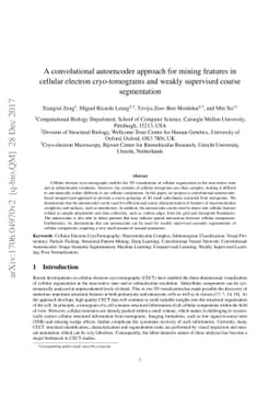 A convolutional autoencoder approach for mining features in cellular
  electron cryo-tomograms and weakly supervised coarse segmentation