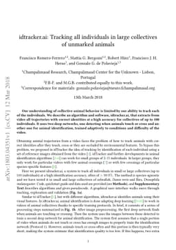 idtracker.ai: Tracking all individuals in large collectives of unmarked
  animals