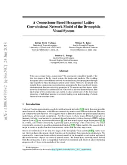 A Connectome Based Hexagonal Lattice Convolutional Network Model of the
  Drosophila Visual System