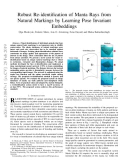 Robust Re-identification of Manta Rays from Natural Markings by Learning
  Pose Invariant Embeddings
