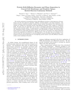 Drift-Diffusion Dynamics and Phase Separation in Curved Cell Membranes
  and Dendritic Spines: Hybrid Discrete-Continuum Methods