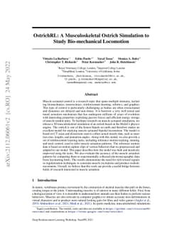 OstrichRL: A Musculoskeletal Ostrich Simulation to Study Bio-mechanical
  Locomotion