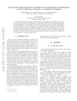 A neural net architecture based on principles of neural plasticity and
  development evolves to effectively catch prey in a simulated environment