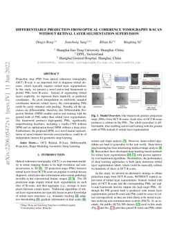 Differentiable Projection from Optical Coherence Tomography B-Scan
  without Retinal Layer Segmentation Supervision