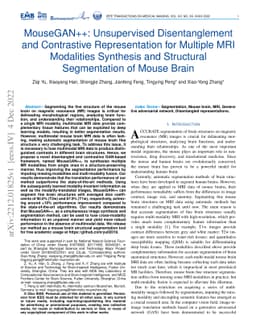 MouseGAN++: Unsupervised Disentanglement and Contrastive Representation
  for Multiple MRI Modalities Synthesis and Structural Segmentation of Mouse
  Brain