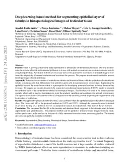 Deep learning-based method for segmenting epithelial layer of tubules in
  histopathological images of testicular tissue