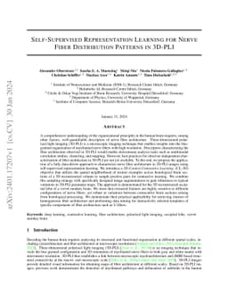 Self-Supervised Representation Learning for Nerve Fiber Distribution Patterns in 3D-PLI