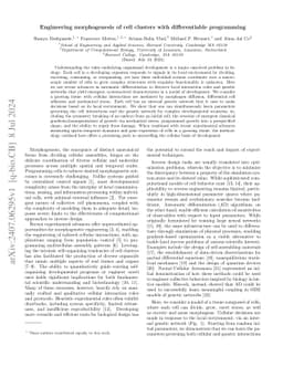 Engineering morphogenesis of cell clusters with differentiable programming