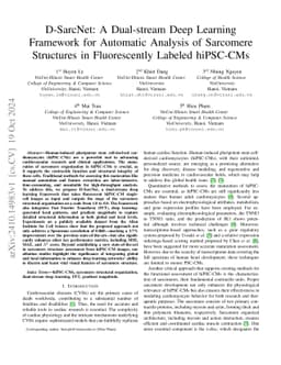 D-SarcNet: A Dual-stream Deep Learning Framework for Automatic Analysis
  of Sarcomere Structures in Fluorescently Labeled hiPSC-CMs